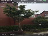 小區(qū)圖